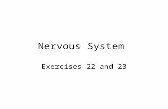 Nervous System Exercises 22 and 23. Reflexes Reflexes are fast, predictable, automatic, subconscious responses to changes inside or outside the body.