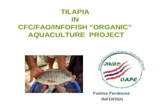 TILAPIA IN CFC/FAO/INFOFISH “ORGANIC” AQUACULTURE PROJECT Fatima Ferdouse INFOFISH.