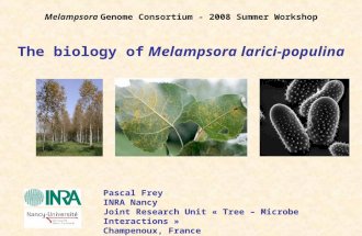 The biology of Melampsora larici-populina Pascal Frey INRA Nancy Joint Research Unit « Tree – Microbe Interactions » Champenoux, France Melampsora Genome.