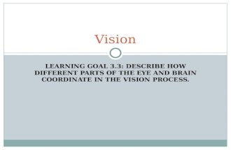 LEARNING GOAL 3.3: DESCRIBE HOW DIFFERENT PARTS OF THE EYE AND BRAIN COORDINATE IN THE VISION PROCESS. Vision.