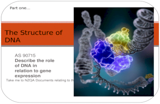 Take me to NZQA Documents relating to this standard AS 90715 Describe the role of DNA in relation to gene expression The Structure of DNA Part one…