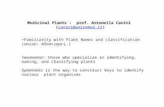 Medicinal Plants - prof. Antonella Canini (canini@uniroma2.it)canini@uniroma2.it Familiarity with Plant Names and classification (onion: Allium cepa L.)