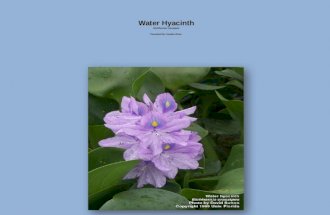 Water Hyacinth Eichhornia crassipes Presented By: Kaydee Oliver.