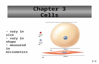 Chapter 3 Cells vary in size vary in shape measured in micrometers 3-2.