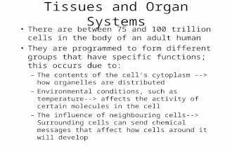 Tissues and Organ Systems There are between 75 and 100 trillion cells in the body of an adult human They are programmed to form different groups that have.