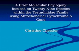 A Brief Molecular Phylogeny focused on Twenty-Nine Species within the Testudinidae Family using Mitochondrial Cytochrome b Gene Christine Chessler.