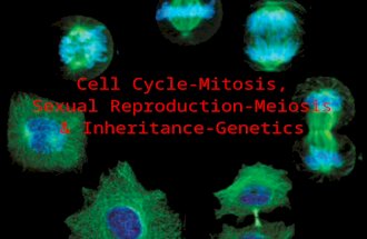 Cell Cycle-Mitosis, Sexual Reproduction-Meiosis & Inheritance-Genetics.