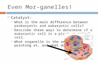 Even Mor-ganelles!  Catalyst:  What is the main difference between prokaryotic and eukaryotic cells?  Describe three ways to determine if a eukaryotic.
