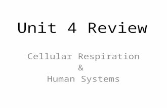 Unit 4 Review Cellular Respiration & Human Systems.