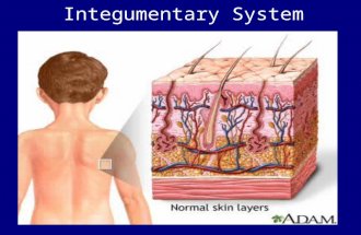 Integumentary System. Why hairy? Read article on p170. Why are we hairy? Explain hypertrichosis. What theories do scientists have about why we have.