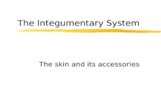 The Integumentary System The skin and its accessories.