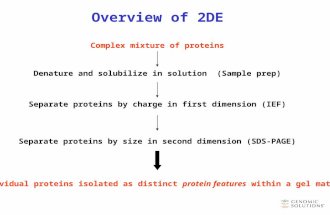 Overview of 2DE Complex mixture of proteins Separate proteins by charge in first dimension (IEF) Separate proteins by size in second dimension (SDS-PAGE)