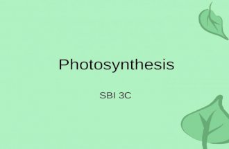 Photosynthesis SBI 3C. Overview All energy on earth comes from the sun. We depend on: –Plants –Algae (underwater plants) –Cyanobacteria (photosynthetic.