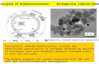 General principles of biomineralization: Biologically induced mineralization Biologically induced mineralization involves the adventitious precipitation.