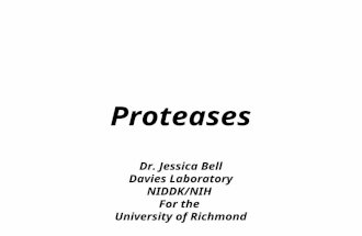 Proteases Dr. Jessica Bell Davies Laboratory NIDDK/NIH For the University of Richmond.