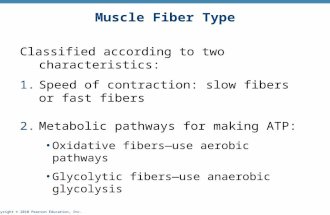 Copyright © 2010 Pearson Education, Inc. Muscle Fiber Type Classified according to two characteristics: 1.Speed of contraction: slow fibers or fast fibers.