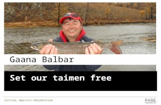 Gaana Balbar Set our taimen free CRITICAL ANALYSIS PRESENTATION.