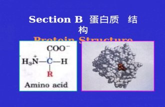 Section B 蛋白质结构 Protein Structure. Central dogma 中心法则 : DNA > RNA > Protein Nucleic acids: (DNA, RNA): polymer of nucleotides (4 for each) Protein: Polymers.