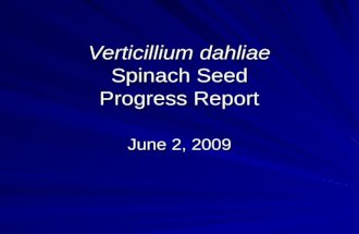 Verticillium dahliae Spinach Seed Progress Report June 2, 2009.
