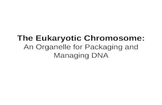 The Eukaryotic Chromosome: An Organelle for Packaging and Managing DNA.