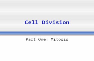 Cell Division Part One: Mitosis In this lesson… Explain the difference between double and single stranded chromosome, chromatin and chromatid List the.