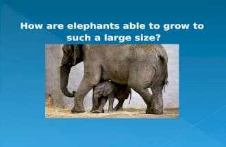 How are elephants able to grow to such a large size?