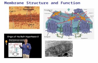 Membrane Structure and Function. Membranes Are Boundaries The plasma membrane is the boundary that separates the living cell from its surroundings The.