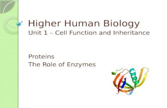 Higher Human Biology Unit 1 – Cell Function and Inheritance Proteins The Role of Enzymes.