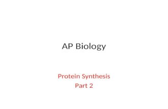AP Biology Protein Synthesis Part 2. Peptide Bonding.