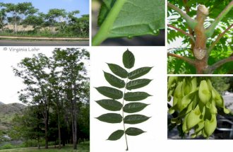 Ailanthus altissima Family: Simaroubaceae (sim-a-roo-bA-C-A) Native to: China Common Name.