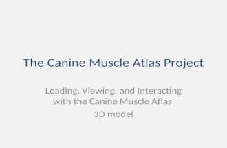 The Canine Muscle Atlas Project Loading, Viewing, and Interacting with the Canine Muscle Atlas 3D model.
