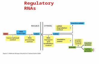Regulatory RNAs. Cells produce several types of RNA.