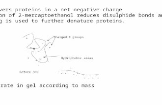 SDS covers proteins in a net negative charge Addition of 2-mercaptoethanol reduces disulphide bonds and Boiling is used to further denature proteins. Migrate.
