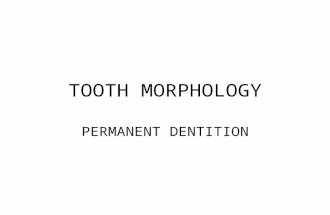 TOOTH MORPHOLOGY PERMANENT DENTITION. PERMANENT MOLARS 12 molars 1 st at 6 years old non-succedaneus Formed from 5 lobes (II,III can be from 4)