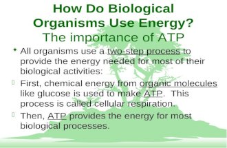 How Do Biological Organisms Use Energy? The importance of ATP F All organisms use a two-step process to provide the energy needed for most of their biological.
