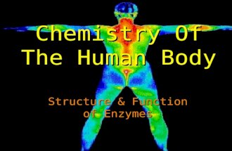 Chemistry Of The Human Body Structure & Function of Enzymes.