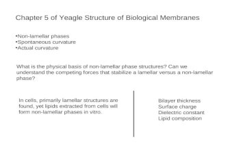 Chapter 5 of Yeagle Structure of Biological Membranes Non-lamellar phases Spontaneous curvature Actual curvature What is the physical basis of non-lamellar.