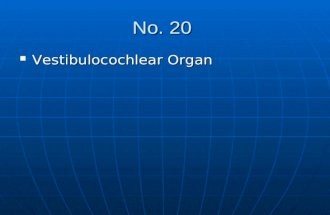 No. 20 Vestibulocochlear Organ Vestibulocochlear Organ.