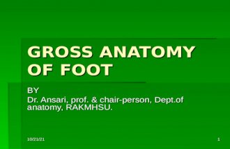 1 GROSS ANATOMY OF FOOT BY Dr. Ansari, prof. & chair-person, Dept.of anatomy, RAKMHSU. 10/9/2015.