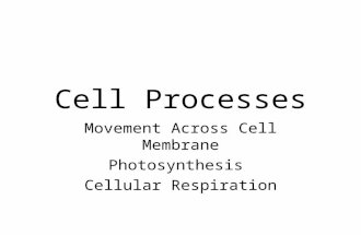 Cell Processes Movement Across Cell Membrane Photosynthesis Cellular Respiration.