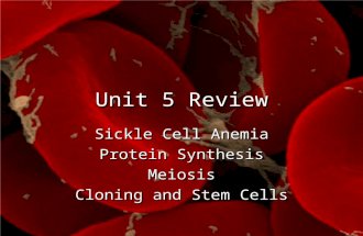 Unit 5 Review Sickle Cell Anemia Protein Synthesis Meiosis Cloning and Stem Cells.