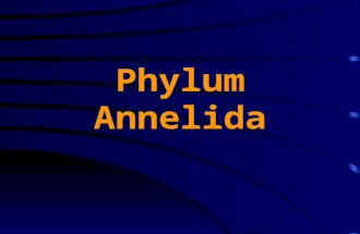 Phylum Annelida. Metamerism Have an anterior prostomium and posterior pygidium; both nonsegmented Body is divided into a linear series of similar parts.