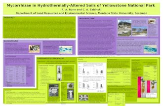Results Plant Biomass BACKGROUND Mycorrhizae in Hydrothermally-Altered Soils of Yellowstone National Park R. A. Bunn and C. A. Zabinski Department of Land.