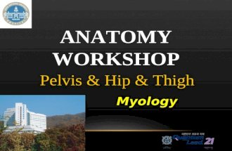 ANATOMY WORKSHOP Pelvis & Hip & Thigh Myology. LATERAL THIGH.