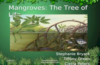 10/11/2015Free template from  1 Mangroves: The Tree of Life Stephanie Bryant Tiffany Green Cletra Peters.