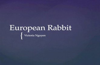 { European Rabbit Victoria Nguyen. The European Rabbit is native to Spain and Portugal. They like to live in areas with soft ground for digging burrows.