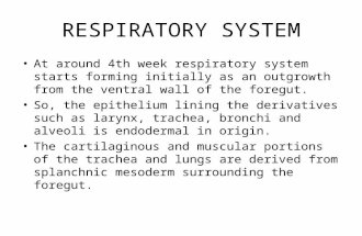 RESPIRATORY SYSTEM At around 4th week respiratory system starts forming initially as an outgrowth from the ventral wall of the foregut. So, the epithelium.