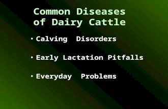 Common Diseases of Dairy Cattle Calving Disorders Early Lactation Pitfalls Everyday Problems.