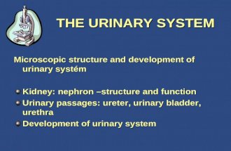 THE URINARY SYSTEM Microscopic structure and development of urinary systém Kidney: nephron –structure and function Urinary passages: ureter, urinary bladder,