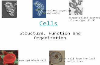 Cells Structure, Function and Organization one-celled organism amoeba proteus human red blood cell plant cell from the leaf of a poplar tree single-celled.